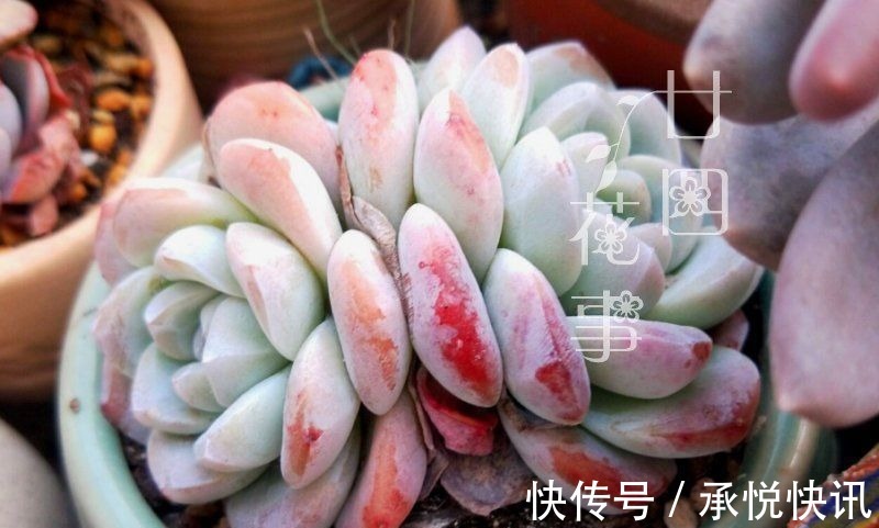 根系|多肉“控养”有前提,“3要4不”别做反,错了变瘦,对了肥美