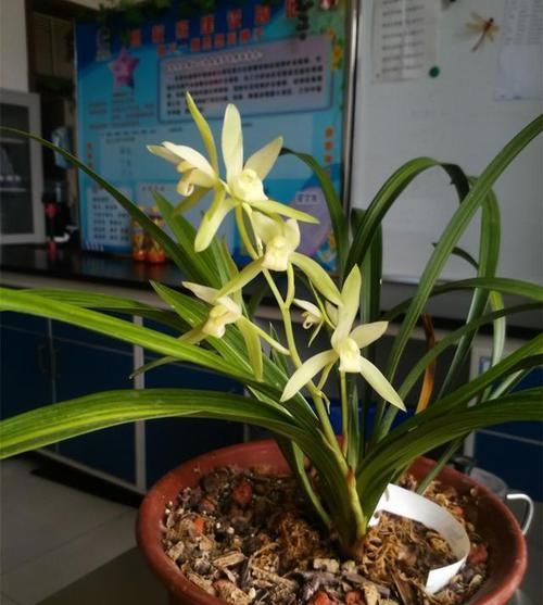 曾多次|曾多次获奖的兰花,叶艺珍稀、罕见,花色纯洁,香味特浓,很好养