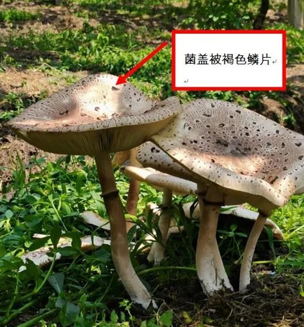 抢救|重庆夫妇吃了小贩卖的菌子后，被送进抢救室！这种菌，云南也有…