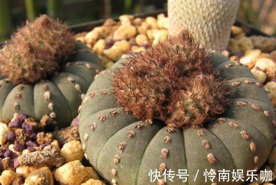 想要养好多肉植物,就从4方面下功夫,个个叶片厚实又肥美