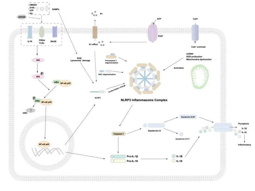 研究成果|北京同仁医院心血管中心郭彩霞教授团队发表关于心肌缺血再灌注损伤最新研究成果