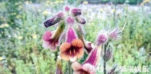 野草|农村一野草,人称“蜜罐”,根价值不输人参,长在路边少人识