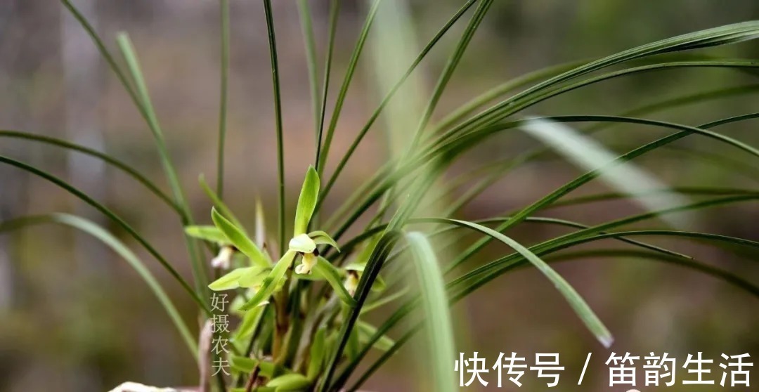 孕蕾|夏天太热，养兰花如果犯一个错，可能导致难孕蕾、不开花