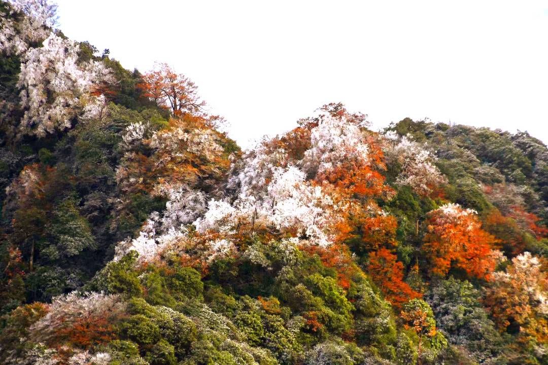 黄荆|美出新境界 四川古蔺黄荆老林立冬雪后现雾凇奇观