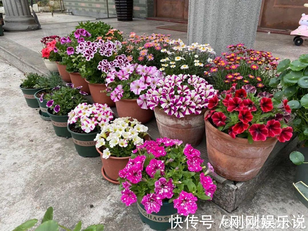 抗病、不招虫的天竺葵,屋里养一盆,开花一茬接一茬