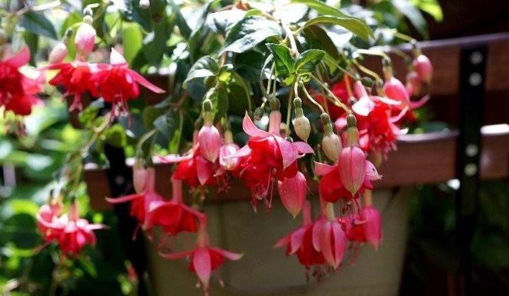 金钟|倒挂金钟叶子发黄怎么回事,这样就轻松解决倒挂金钟叶黄问题