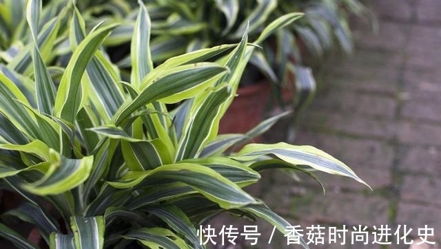 吊兰长成“大波浪”，还以为这是烫发了，其实就叫卷毛吊兰