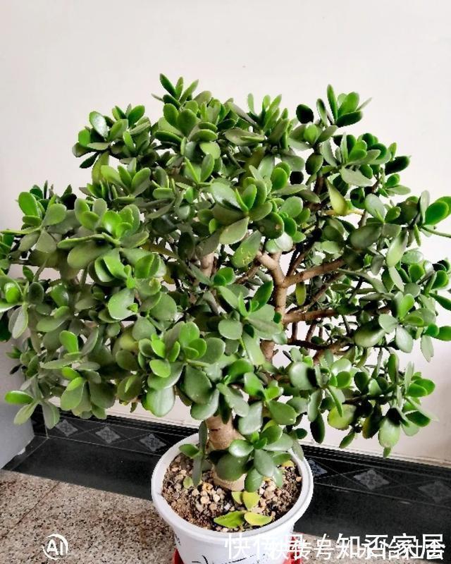 养花技巧：折腾不死的25种花，咋养都爆盆，懒人最适合