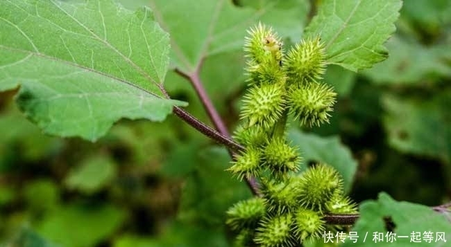 孙耀庭|清朝太监回忆:晚上伺候妃子,要在鞋里藏1宝贝,用完后精神抖擞