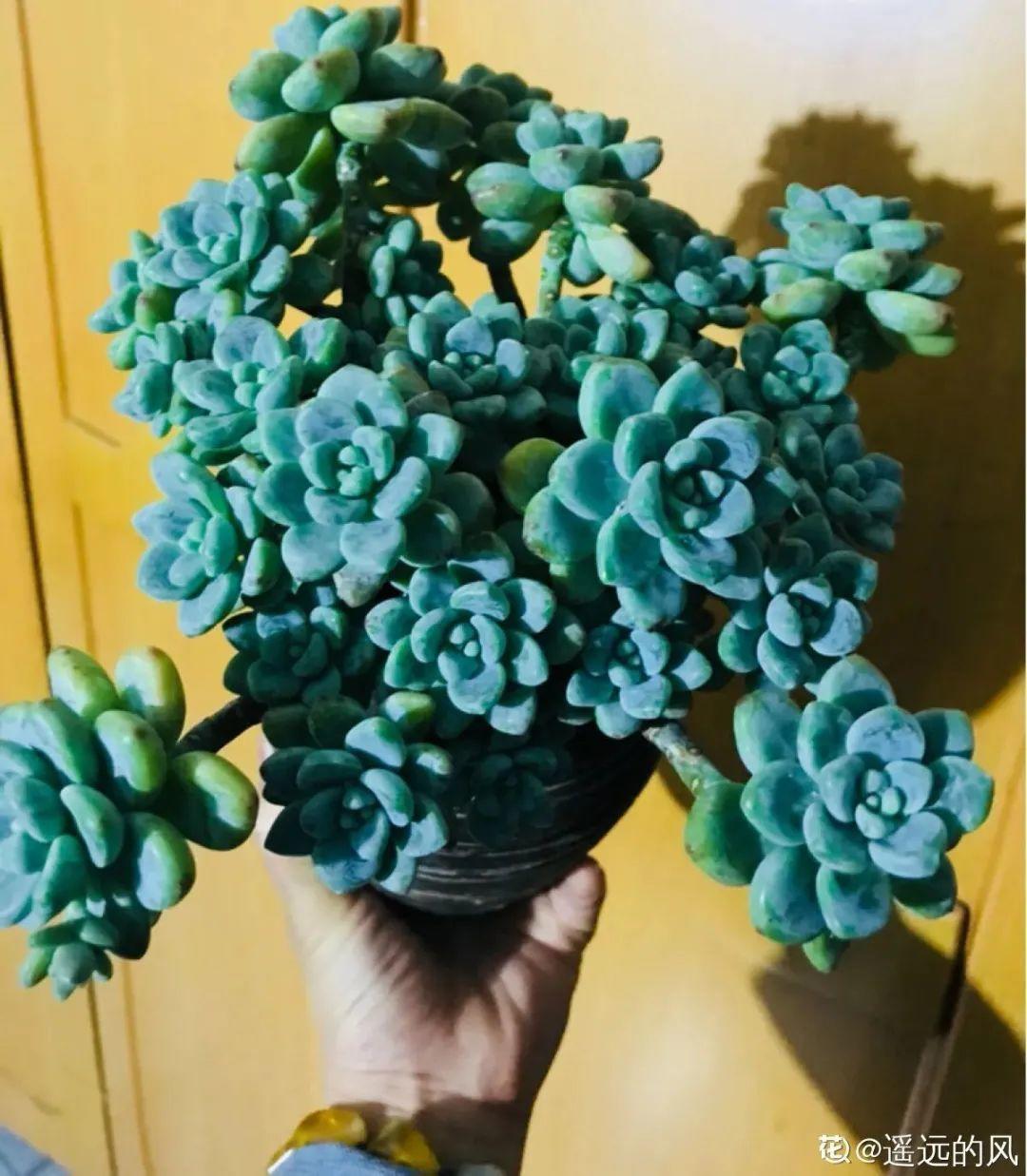 虐着养的花,剪成秃子,半月不浇水,呼呼开花