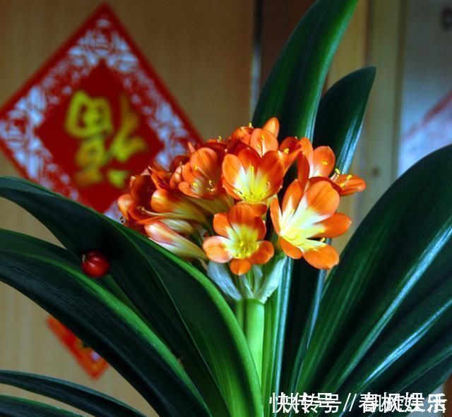 家养君子兰,盆土里加点好东西,叶子油亮根还旺,轻松窜出3花剑