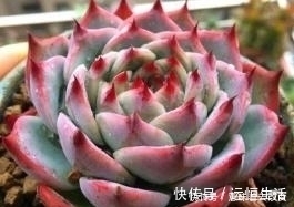 烂根|导致多肉休眠的3个原因,及时避免,不然黄叶又烂根!