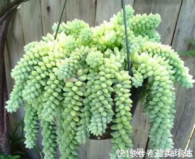 绿珍珠|“吊着养”的多肉，不要控养撒欢长，千珠万珠垂落，阳台一片好景！