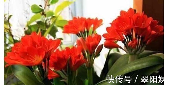 养花|还傻傻给君子兰乱浇水难怪不开花,教你一招花开灿烂又大朵