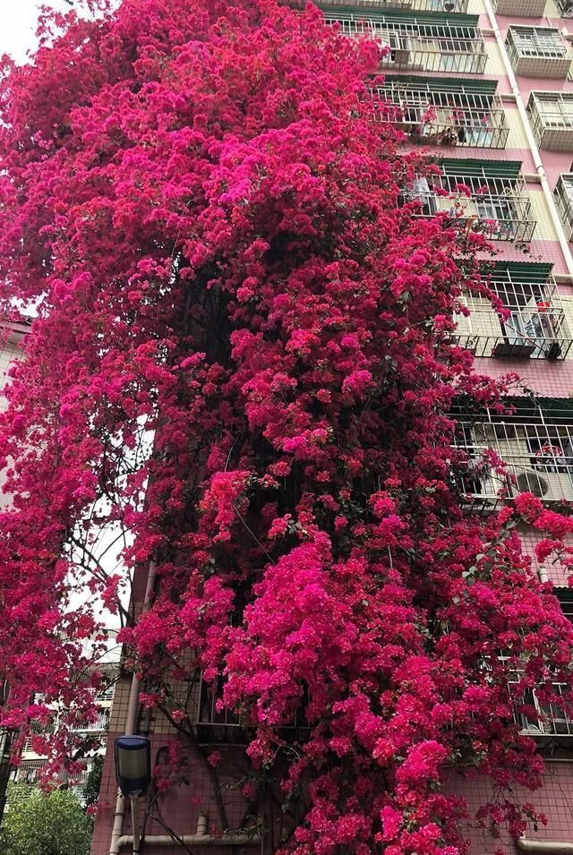 这2种大粗杆插土里,2周能生根,成活后还可以做成盆景造型