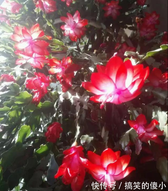 4种花专挑秋天爆盆，养一盆连续爆花3个月，花多花美