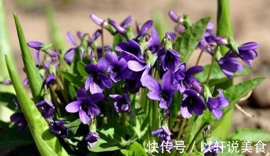 植物|乡下一种不起眼的“梨头草”,曾遭人嫌弃,殊不知价值珍贵