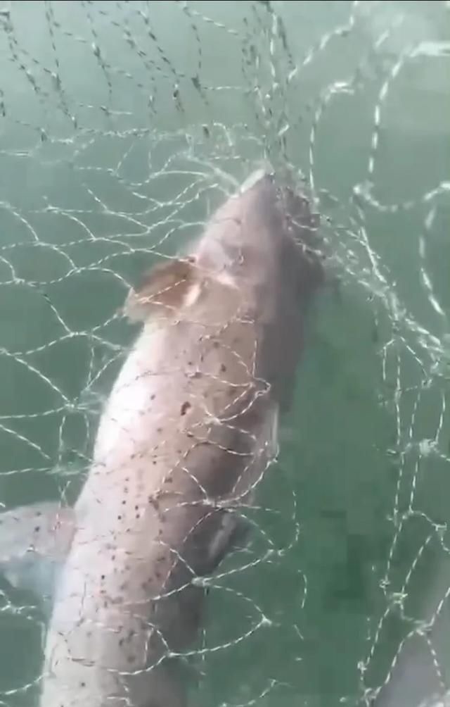 这种是我国最贵的淡水鱼品种之一，很多人即使钓到都舍不得吃