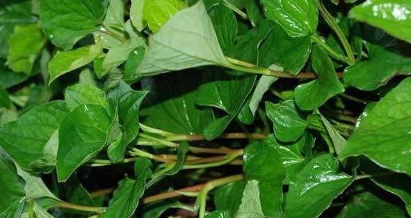 罗医生|适合女性吃的“不老菜”,清热解毒祛湿,远离女性妇科问题