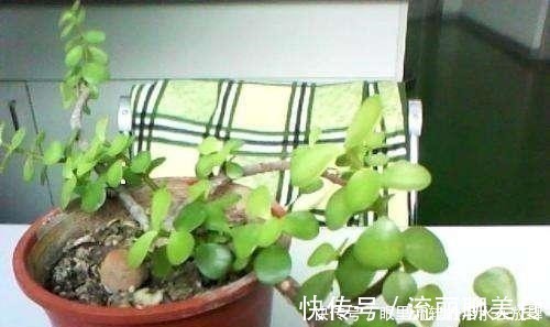 金枝玉叶长的“狂魔乱舞”,剪几刀,秒变“悬崖桩”,烂根也不怕!