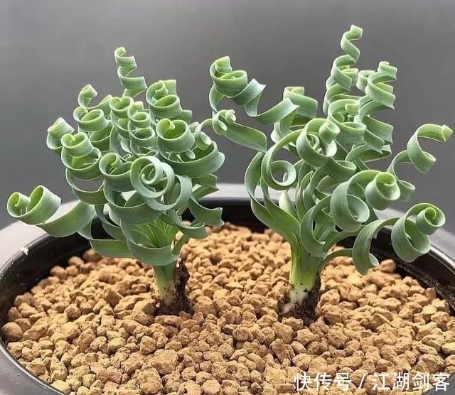 家里养几盆弹簧草,叶子卷曲似弹簧,清新雅致、个性十足