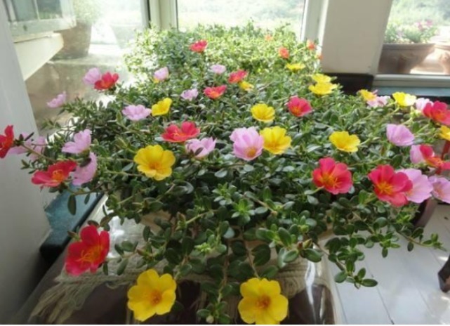 4种花,堪称“开花机器”,好养又漂亮,一年四季开花不断!