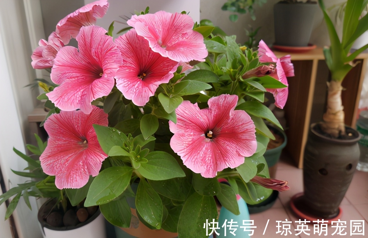 蛋壳的营养、制肥方法、养花的好处，大家知道多少？