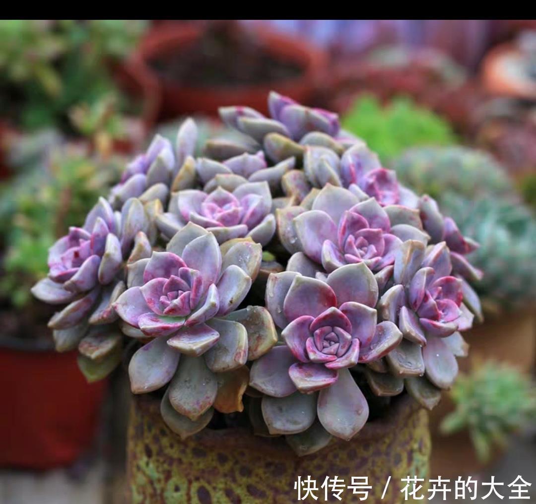 怎么才能养出漂亮的多肉,养好根随便虐,盆盆都漂亮,个个胖嘟嘟