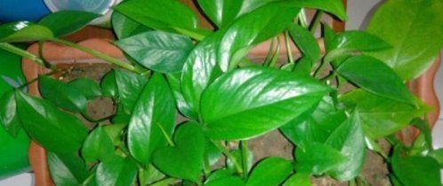 莳萝|爱吃“油”的盆栽,你知道是什么吗只需喝2滴,1年养出百十盆