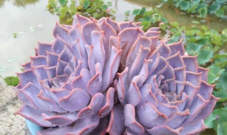 多肉植物|秋天养盆多肉露西娜,越晒颜色越粉嫩,仙气十足惹人爱