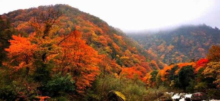 青未|青未了｜秋染枫山