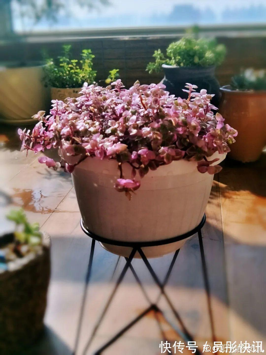 蓝蝴蝶|5种花真稀罕,叶子越晒越红彤彤,一盆能开20朵!