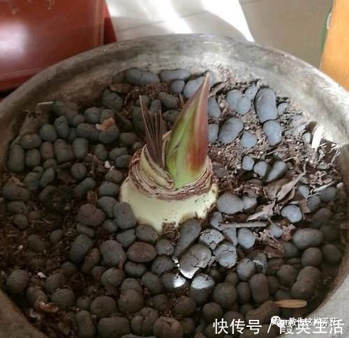 啤酒|君子兰风信子夹箭不开花,简单1招,把花拽出来!