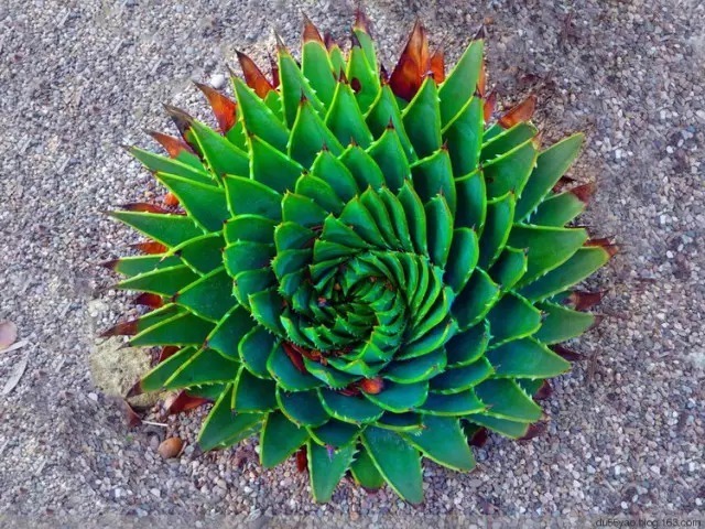 名贵植物排行,令人大开眼界!