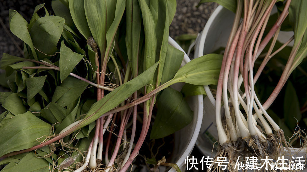 年糕|这野菜,农村遍地是,经常吃一点,促进血液循环,远离老年痴呆!