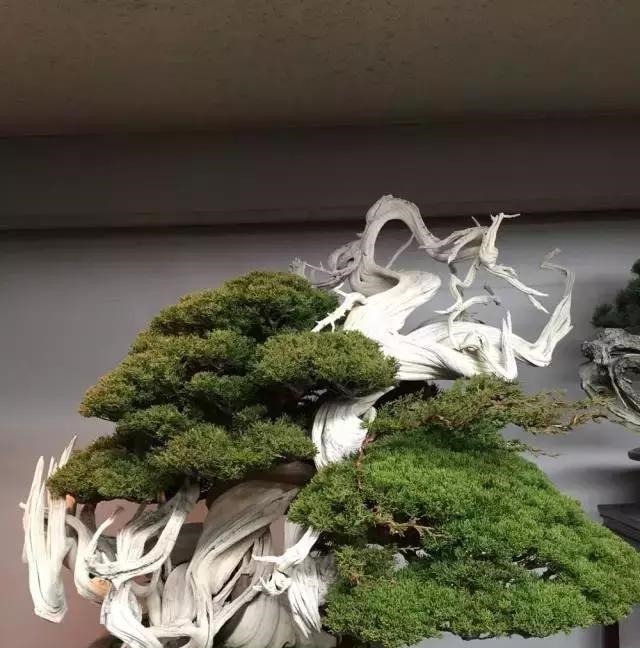 这3种盆景可以养成传家宝，再穷也要养，越老越值钱！