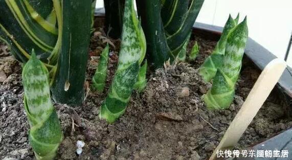 养虎皮兰时，盆里加2种东西，30天钻出钢芽，侧芽嗖嗖