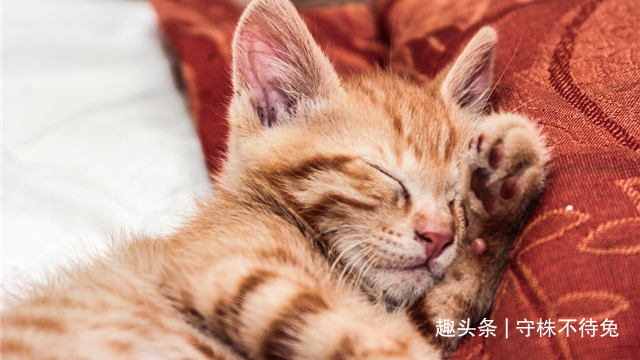 25个冷知识不大可能知道,但却真实存在着的奇怪知识