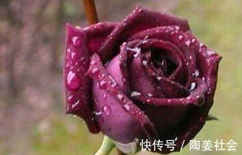 喜欢菊花,不如试试“精品玫瑰”路易十四,高贵典雅,羡煞旁人!