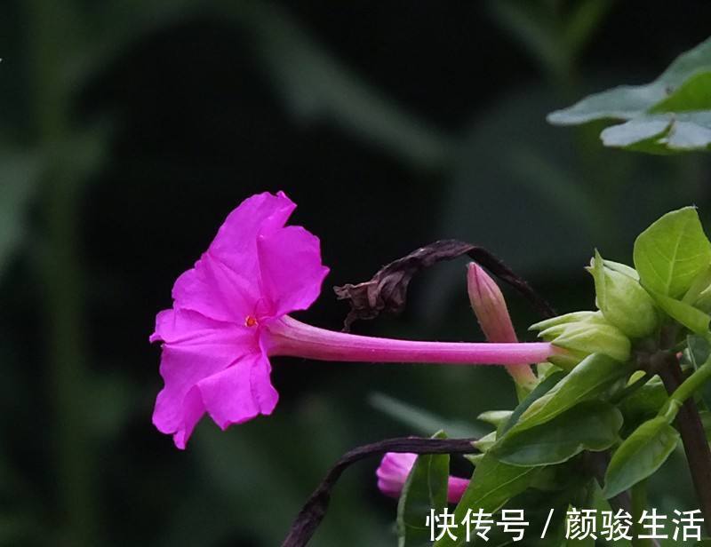 龙生肖龙|真心对自己爱人的三个生肖男，外人是羡慕不来的