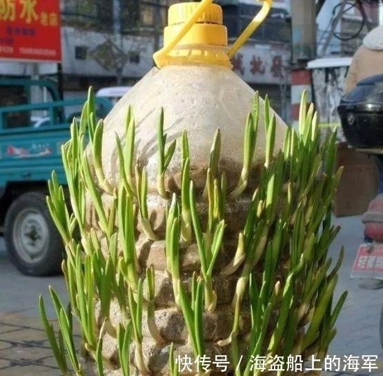 个个|收集了20个空油桶,养花种菜个个疯长,想吃就摘,天天有新鲜菜吃