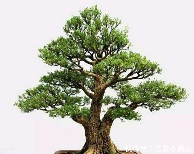 黄杨品种那么多, 你知道制作盆景用哪种吗?