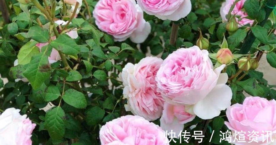 盘点10款经典的月季花,皮实好养颜值高,总有一款适合你