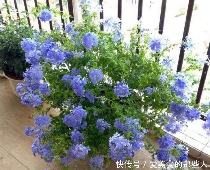 4种便宜花,阳台养几盆,花开香飘溢满屋,阳台变温馨花园