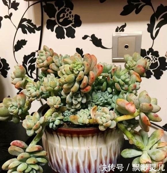 胖嘟嘟的多肉劳尔,叶子红彤彤,栽种用小盆,更容易出状态