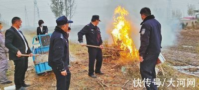 一枝黄花|河南排查、处理数万株“加拿大一枝黄花”我省这种花还处萌芽期 不必恐慌