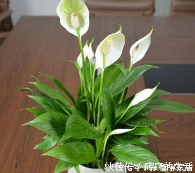 日子|养花就养4种花，家里养一盆，日子红火财运滚滚，好看极了