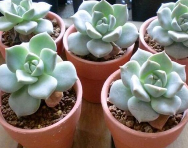 随便插个枝就能养活的几种花卉,不用管就能爆盆,简单又好养