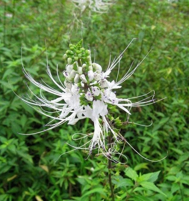肾草|这东西,路边常见,俗称“肾草”,价值珍贵却被当野草对待,可惜