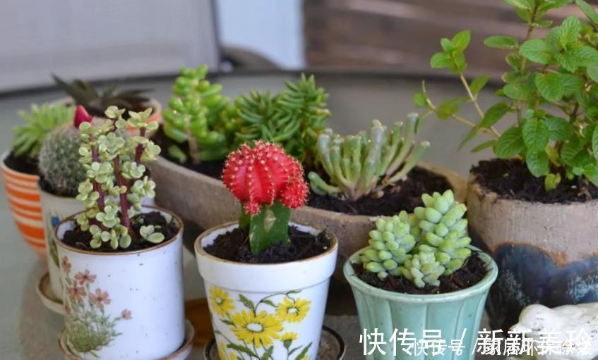 土壤|巧用3招，盆栽多肉姿态美，个个叶子肥嘟嘟、水灵灵